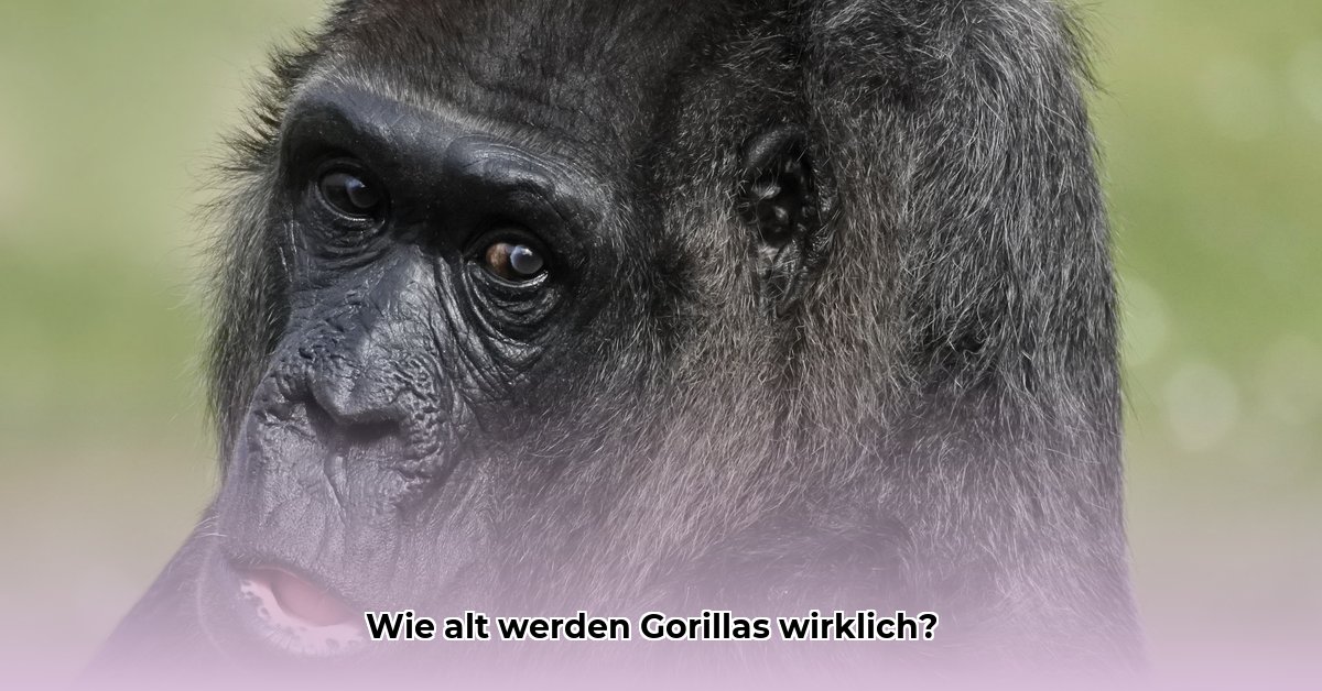 wie-alt-werden-gorillas